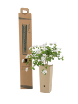 Pianta di Lantana sellowiana bianca in vaso di cartone 9x9x20 con scatola BotanicalDryGarden