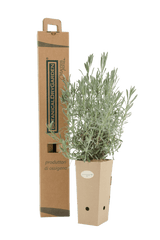 Pianta di Lavandula angustifolia ‘Vera’ in vaso di cartone 9x9x20 con scatola BotanicalDryGarden