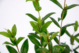 Dettaglio di una pianta di Myrtus communis
