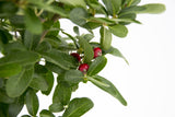 Dettaglio di una pianta di Pyracantha coccinea 'Ventoux Red'