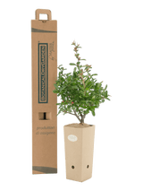 Pianta di Pyracantha coccinea 'Ventoux Red' in vaso di cartone 9x9x20 con scatola BotanicalDryGarden