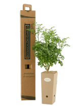 Pianta di Ruta graveolens in vaso di cartone 9x9x20 con scatola BotanicalDryGarden