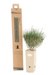 Pianta di Salicornia fruticosa in vaso di cartone 9x9x20 con scatola BotanicalDryGarden