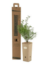 Pianta di Salvia dentata in vaso di cartone 9x9x20 con scatola BotanicalDryGarden
