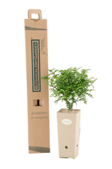Pianta di Fiore di pepe in vaso di cartone 9x9x20 con scatola BotanicalDryGarden