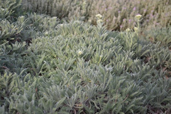 Achillea crithmifolia: prato alternativo sempreverde per un giardino raffinato
