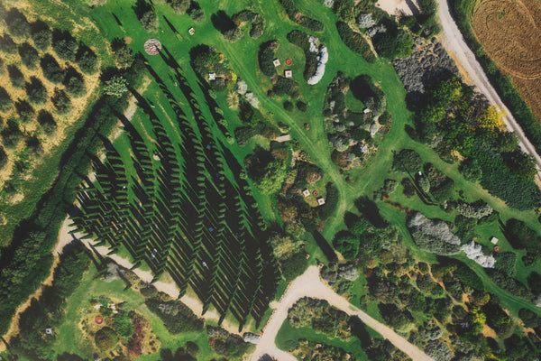 L’intelligenza delle piante: quello che non sappiamo del mondo vegetale