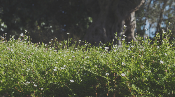 Erigeron karvinskianus: il prato alternativo per i giardini difficili