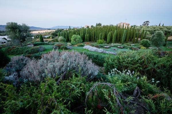 Le conseguenze di un riscaldamento globale che accelera nel mondo e nel giardino