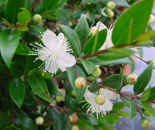 Come coltivare il Mirto: la pianta profumata e resistente che trasforma il tuo giardino mediterraneo