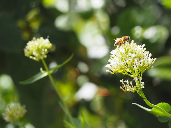 Microhabitat per biodiversità: guida alla creazione di rifugi per fauna utile