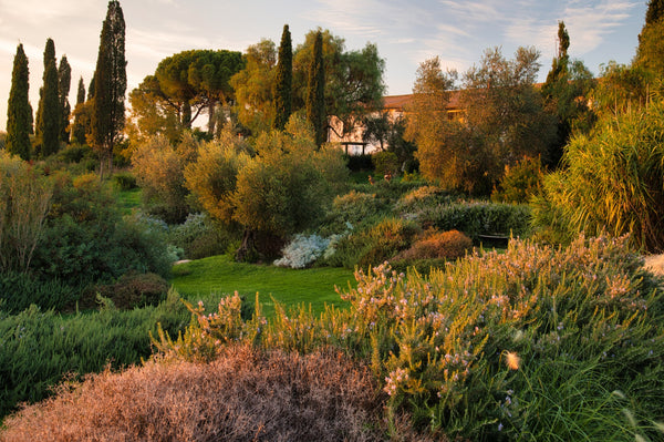 Perché scegliere un dry garden e come progettarlo