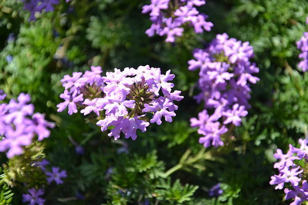 verbena x hybrida dettaglio