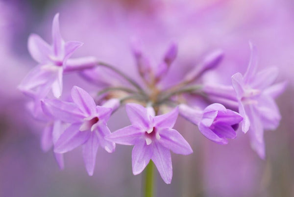 Piante utili da avere in giardino: bellezza e funzionalità al servizio del tuo spazio verde