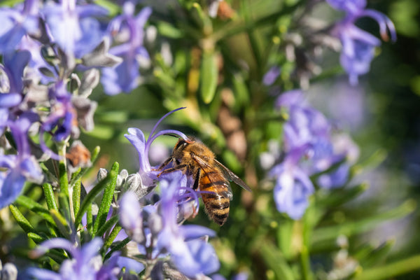 Le api e gli insetti impollinatori fanno bene al giardino