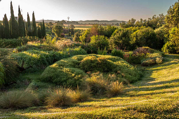 Autunno nel dry garden: come preparare il giardino alla nuova stagione