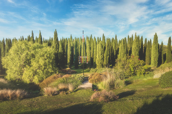 Siccità: la biodiversità è la soluzione per la sopravvivenza delle foreste