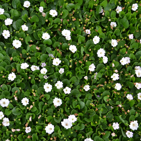 Carissa: guida completa alla pianta resistente e ornamentale