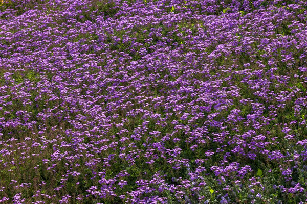 Come coltivare la Verbena: la pianta resistente che fiorisce a lungo
