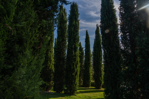 Alberi e cambiamento climatico: anche la corteccia ha un ruolo essenziale