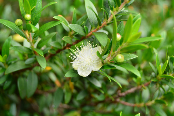 Fiore di una pianta di mirto (Myrtus communis)