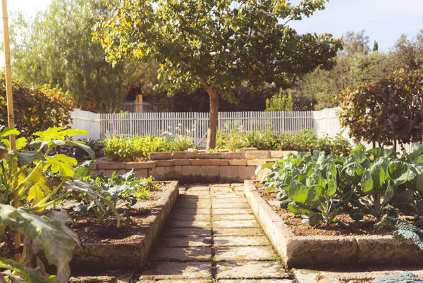 Garden therapy: i benefici, per la mente e per il corpo, del giardinaggio