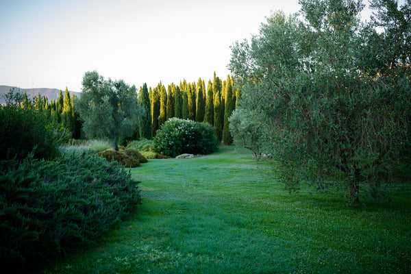 Perché avere un giardino ecologico è diventata una necessità