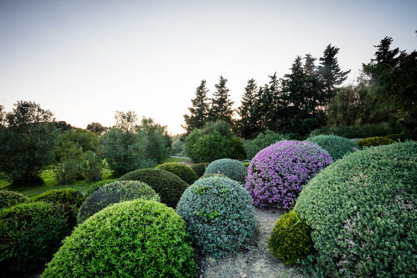 Come gestire la manutenzione del giardino in inverno: focus sul dry garden