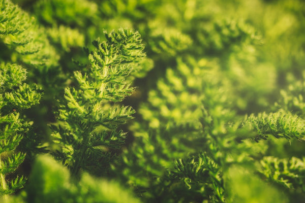 Giardini sensoriali in stile dry garden: vivere il verde con tutti i sensi