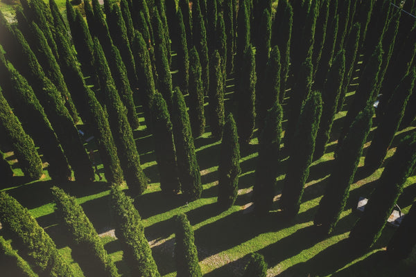 Il declino delle foreste europee