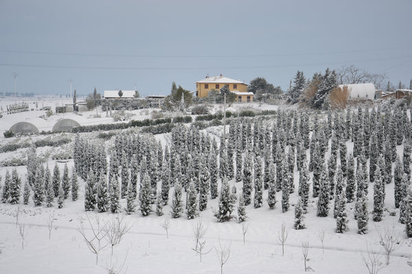 L’impatto delle feste natalizie sull’ambiente
