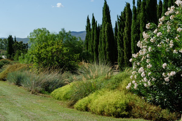 Saper leggere le notizie sul clima e i segnali del tuo giardino