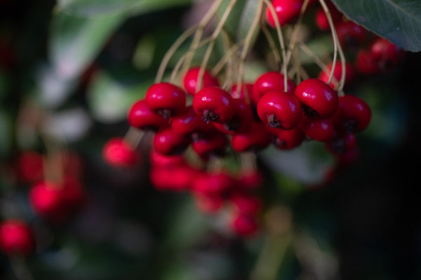 Un Natale ecologico… dentro e fuori il giardino