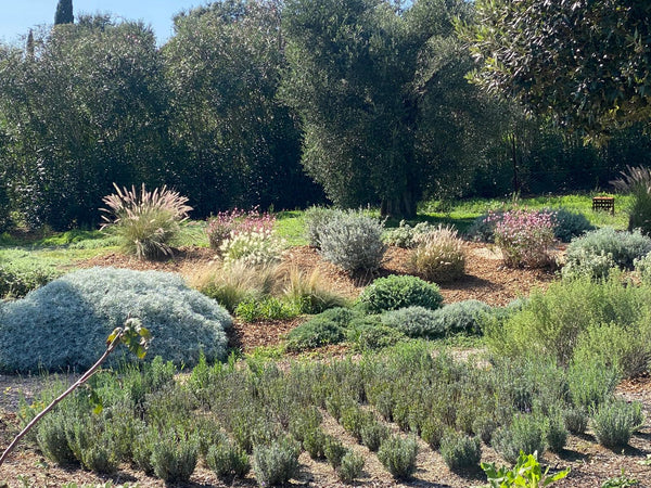 La pacciamatura nel Survival Garden: un approccio naturale per un giardino resiliente