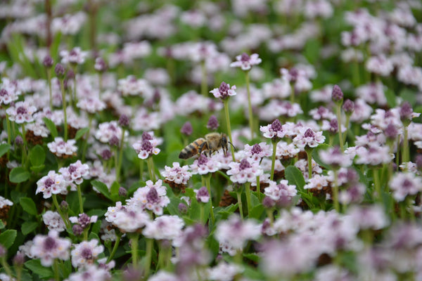 Prato di Lippia nodiflora con ape
