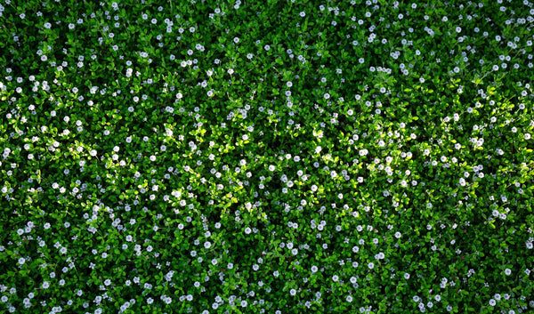 Prato di Lippia nodiflora