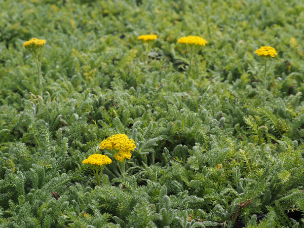 Un giardino per ogni esigenza: prato resistente al calpestio, alla siccità e alle escursioni termiche