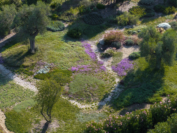 Prato senz’acqua e senza manutenzione: come avere un giardino che vive con poco