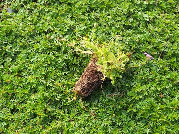 Consigli sulla messa a dimora e sulla preparazione del terreno