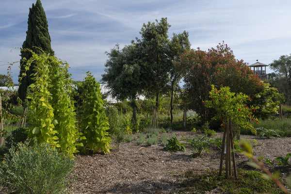 Pianificazione e progettazione di un Survival Garden
