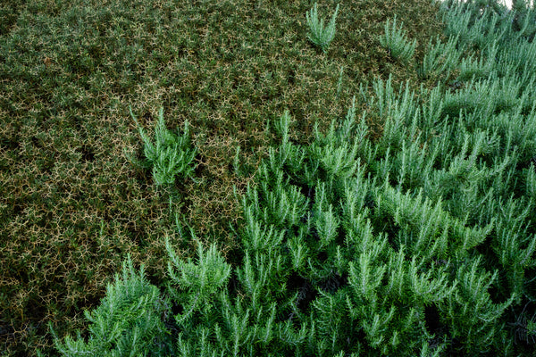 Perché sconsigliamo l'utilizzo dei concimi nel giardino
