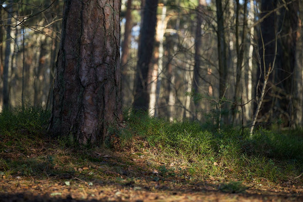 Lo sfruttamento del suolo e la perdita di biodiversità