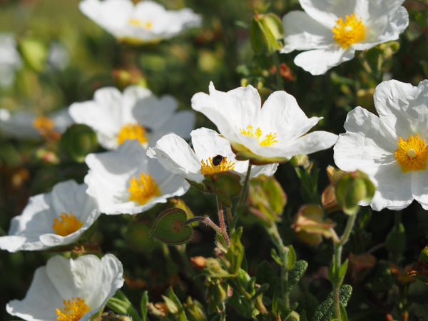 Siccità silenziosa: il crollo dell’acqua nei suoli e come il giardinaggio sostenibile può aiutarci