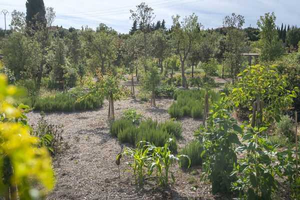 Survival Garden: una rivoluzione sostenibile made in BotanicalDryGarden