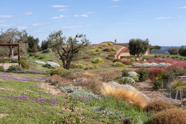 Giardini pensili e tetti verdi: tutti i benefici delle piante in città