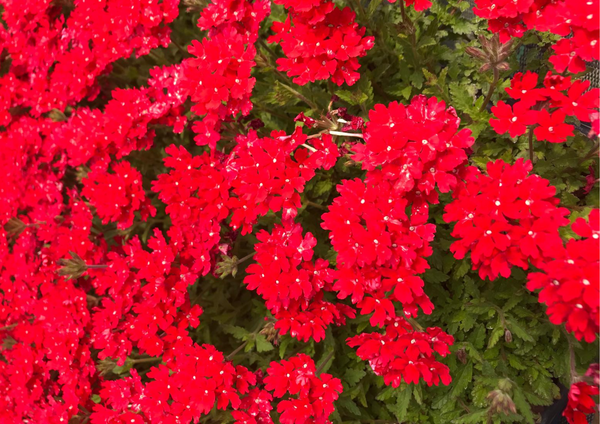 Verbena peruviana: un prato alternativo dal colore unico