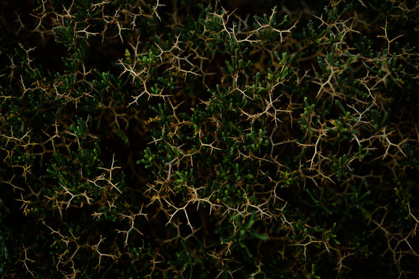Wood wide web: come le piante comunicano