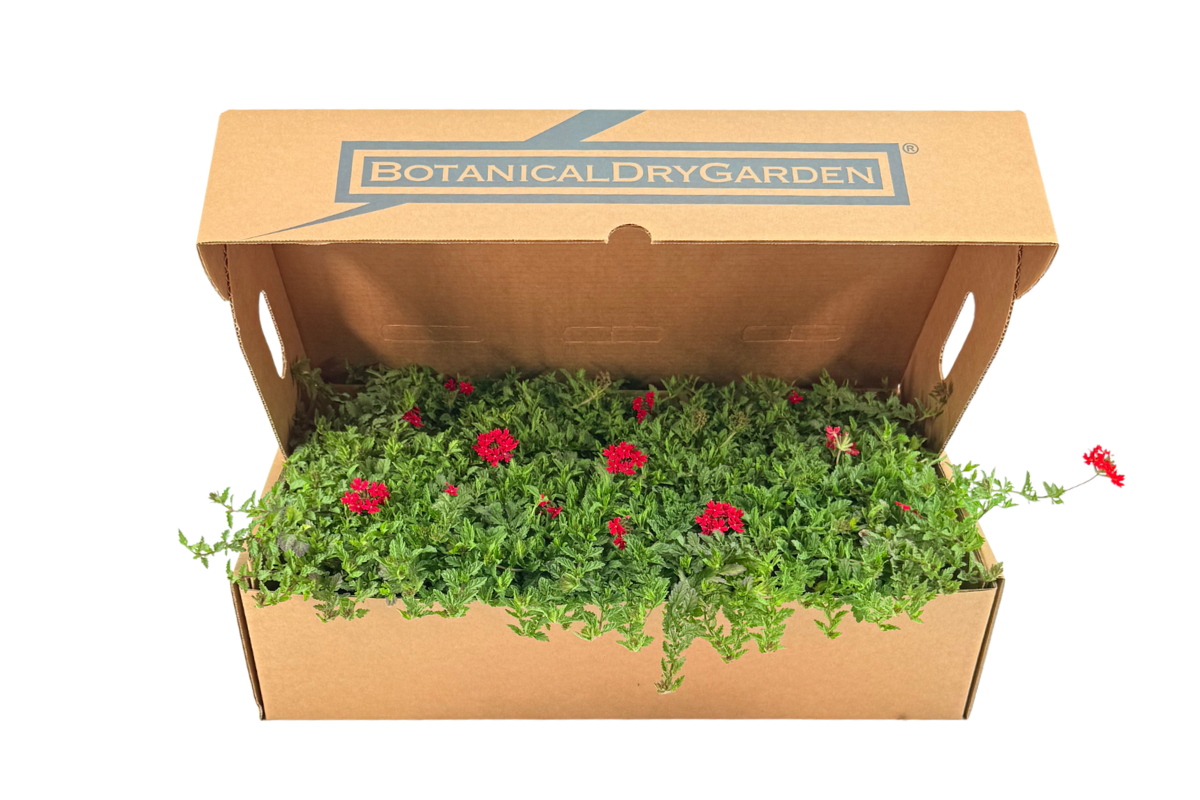Prato di Verbena peruviana