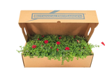 Césped de verbena peruviana