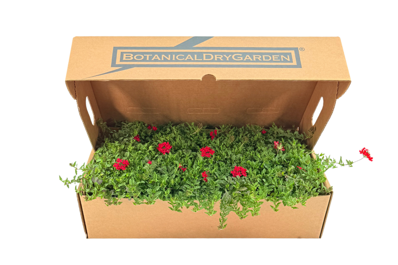 Césped de verbena peruviana